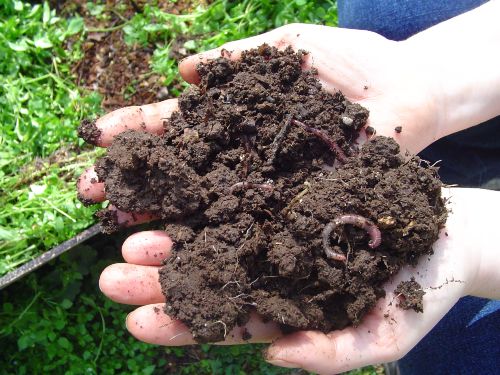 Compost in Hand - notillbed5
