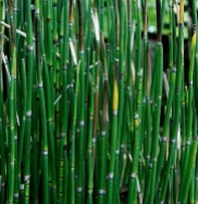 Horsetail/Equisetum hymenale. Source: Wiki Commons