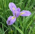 Southern blue flag iris/Iris virginica. Photo: Mary Carol Edwards
